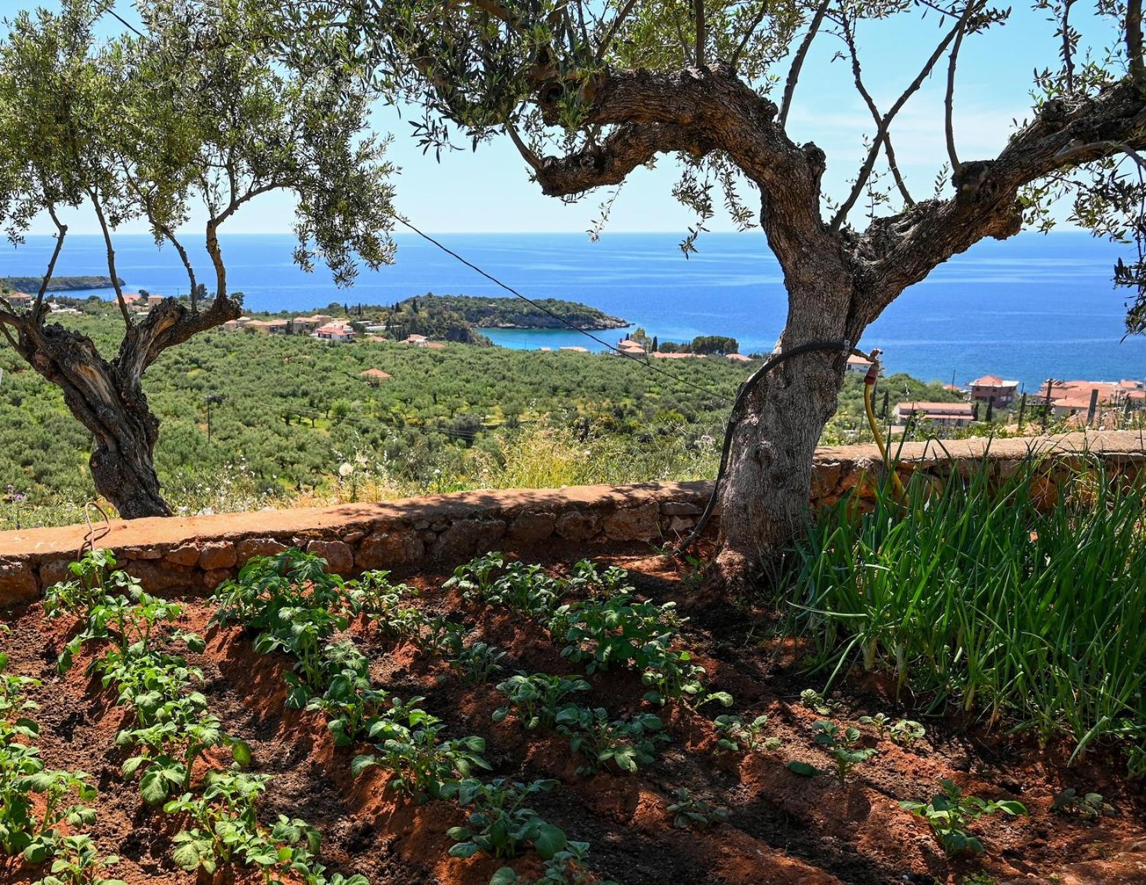 Villa Athina'S Stone House In Kardamyli Exterior foto